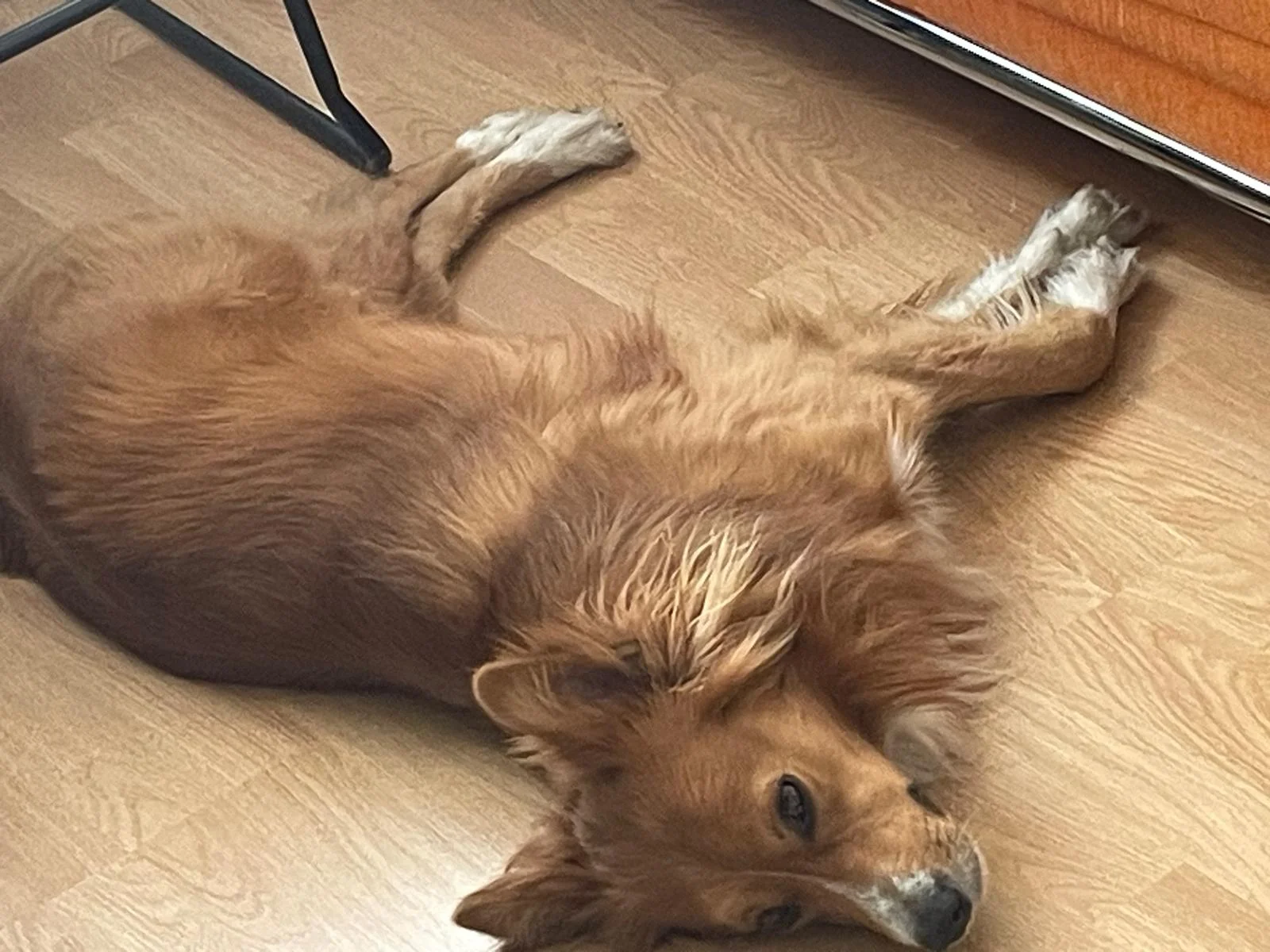 Timo