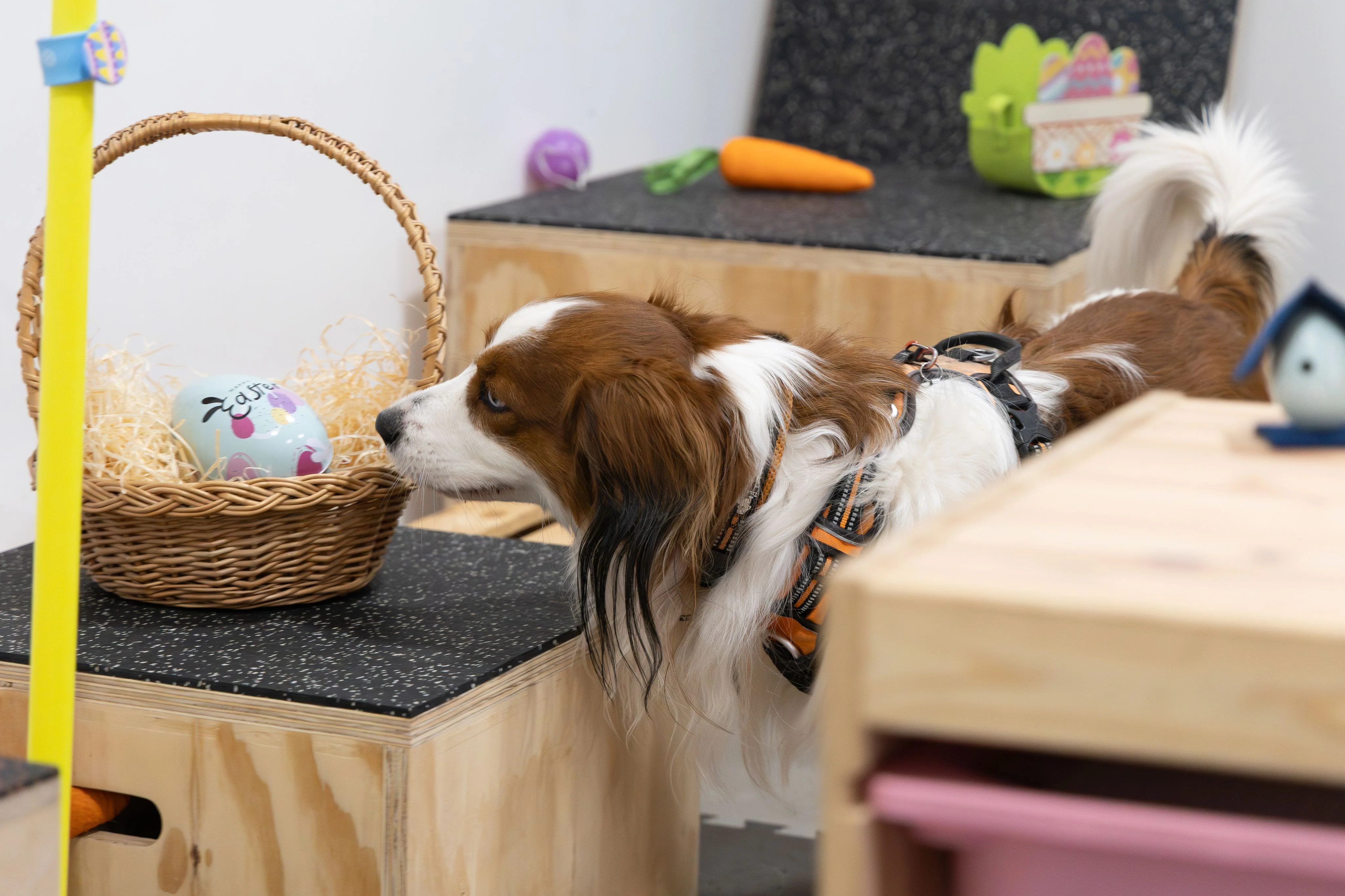 Pawspective | Nosework i Dogfitness Poznań 