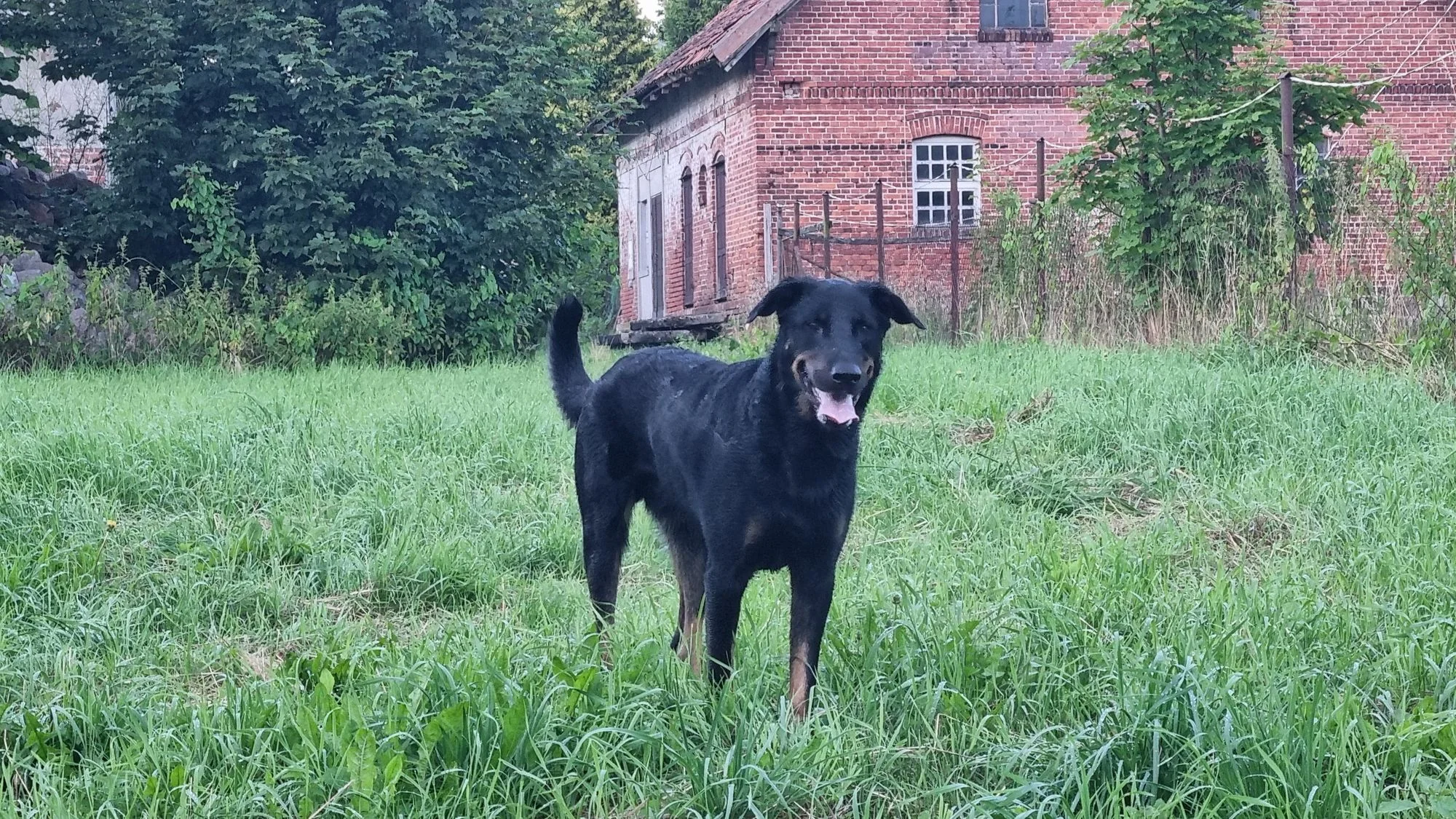 Django