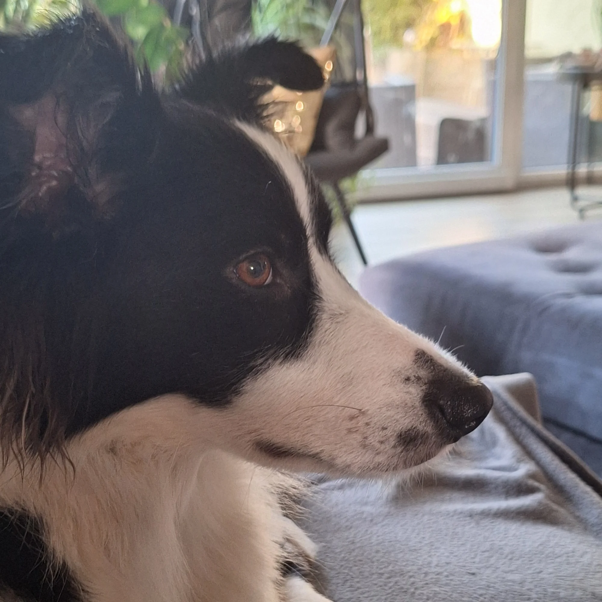 Railey