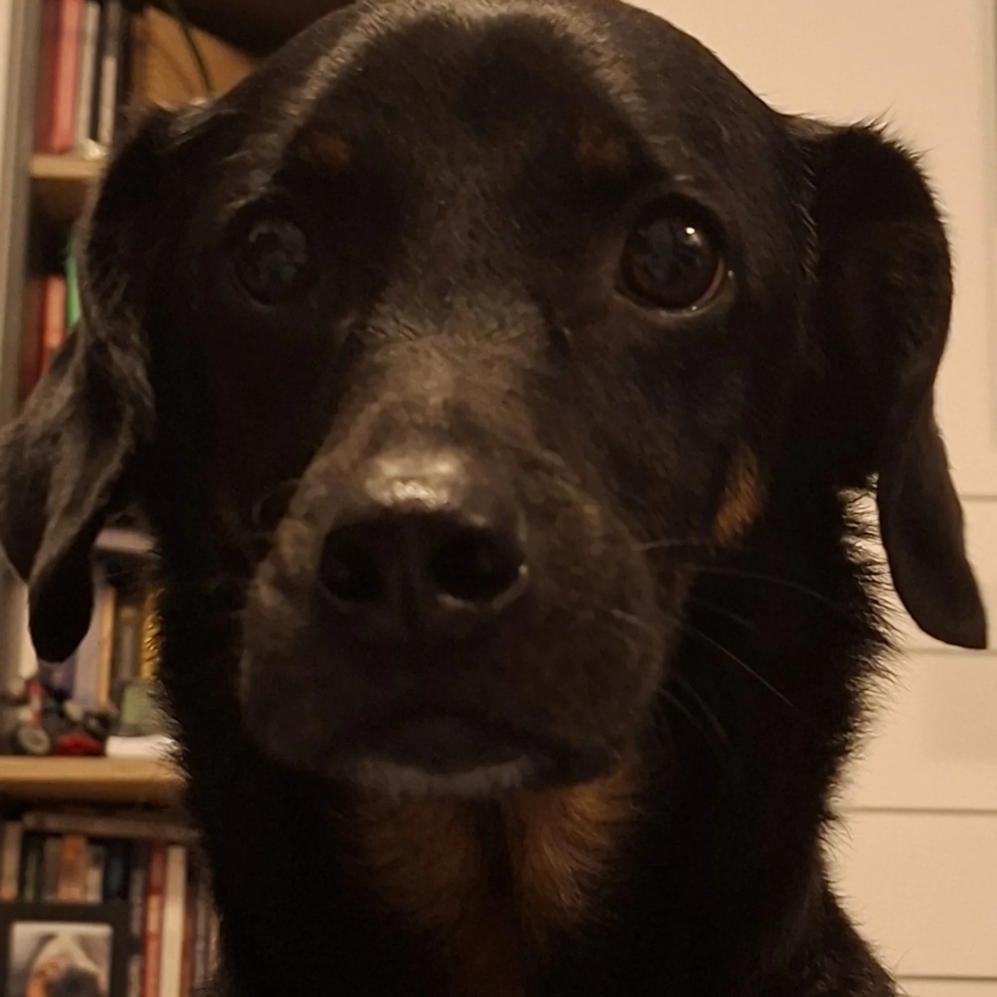 Akki