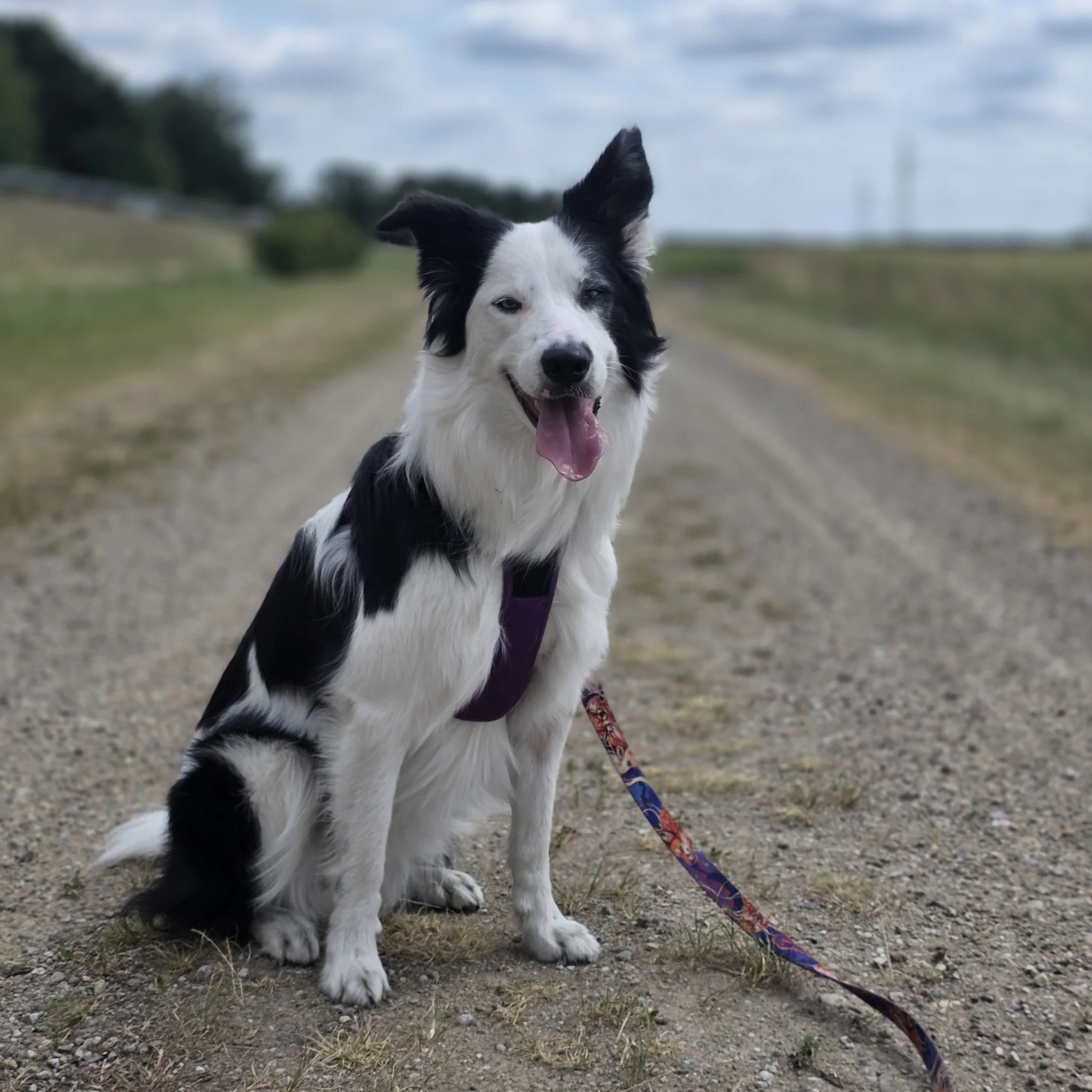 Milka 
