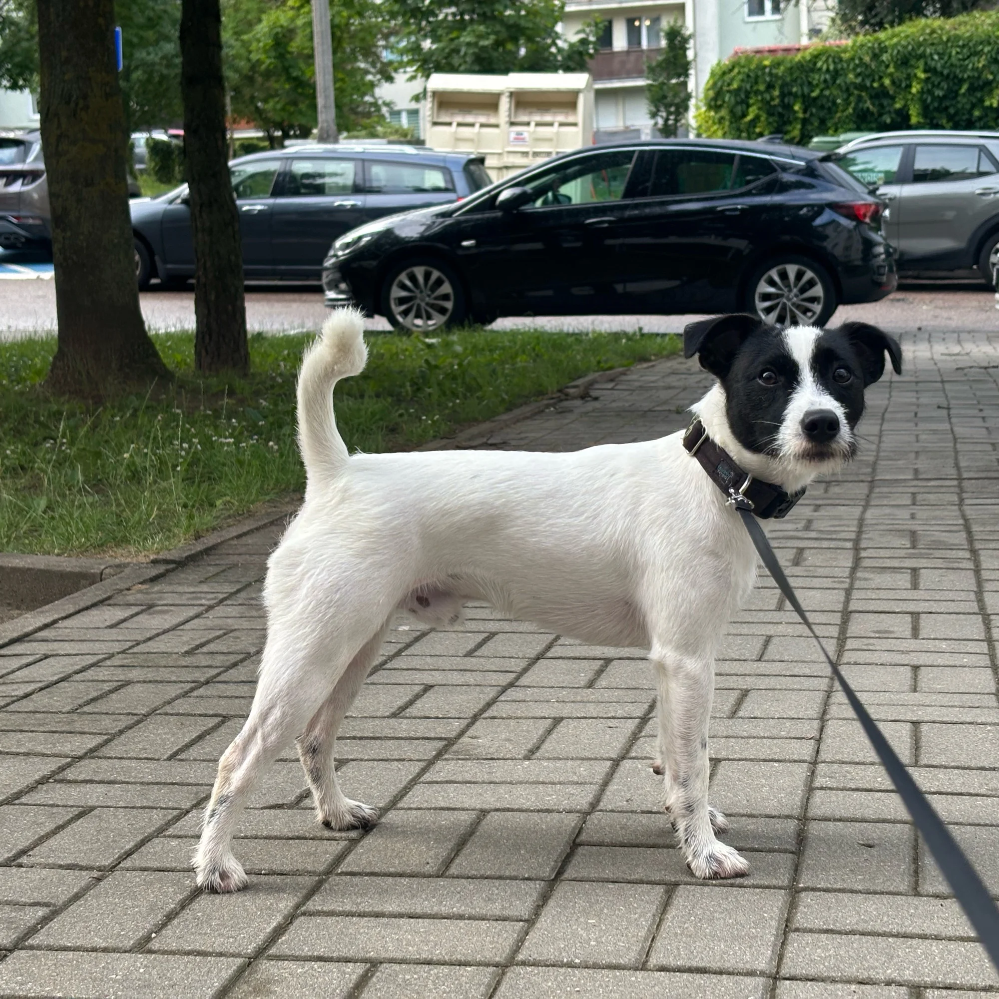 Skipper