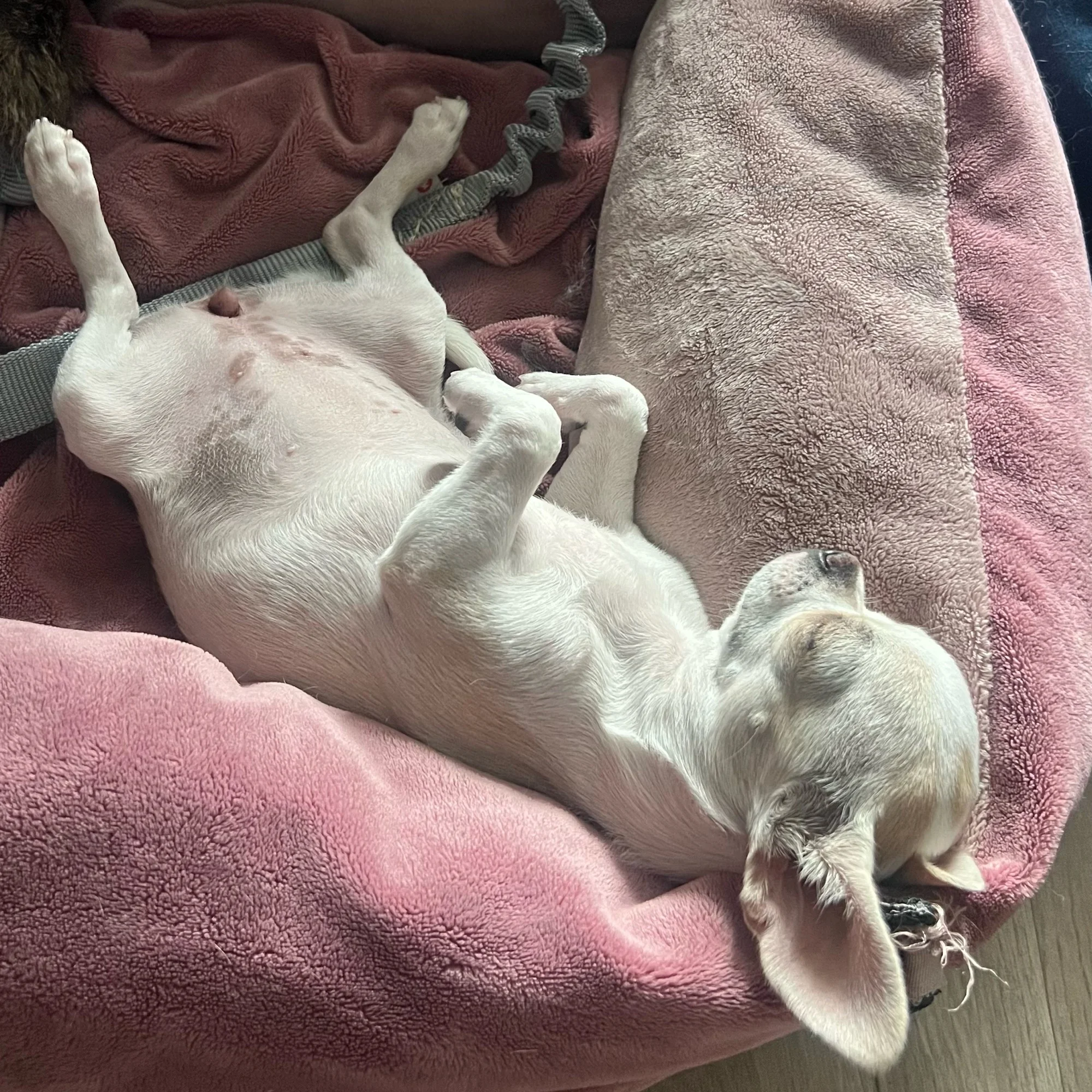 Mia