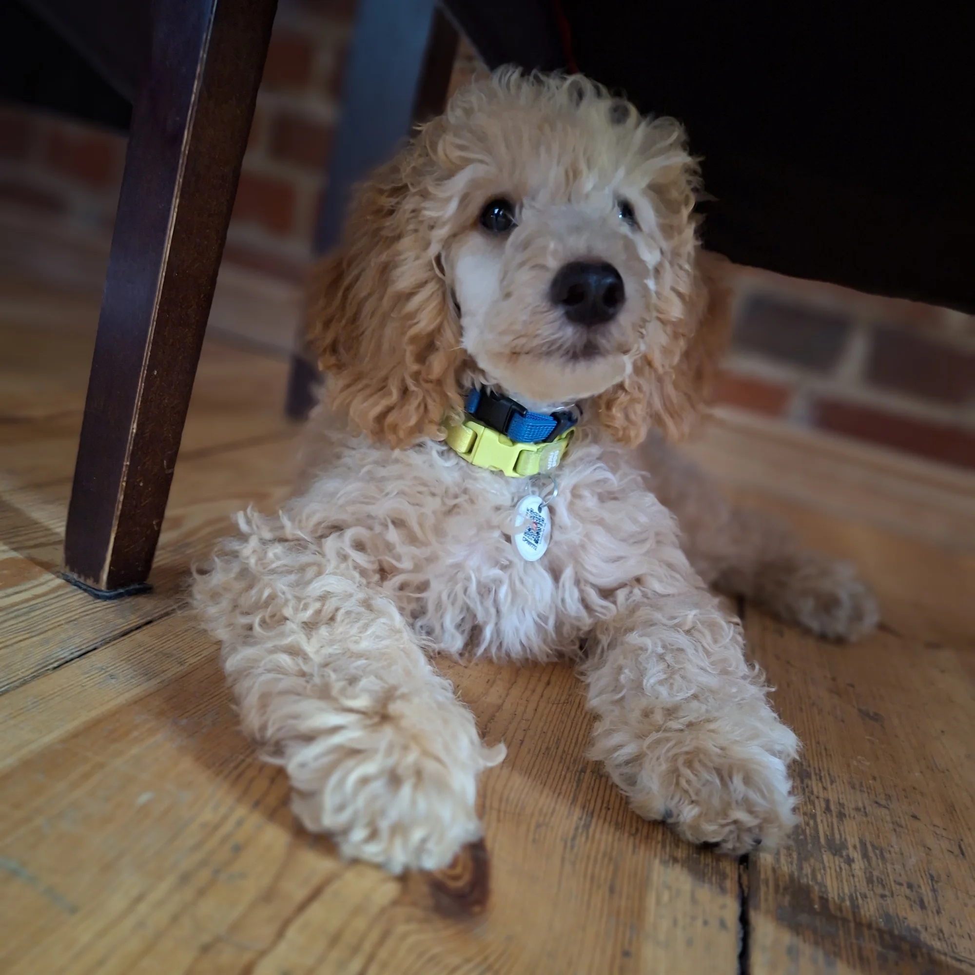 Chico