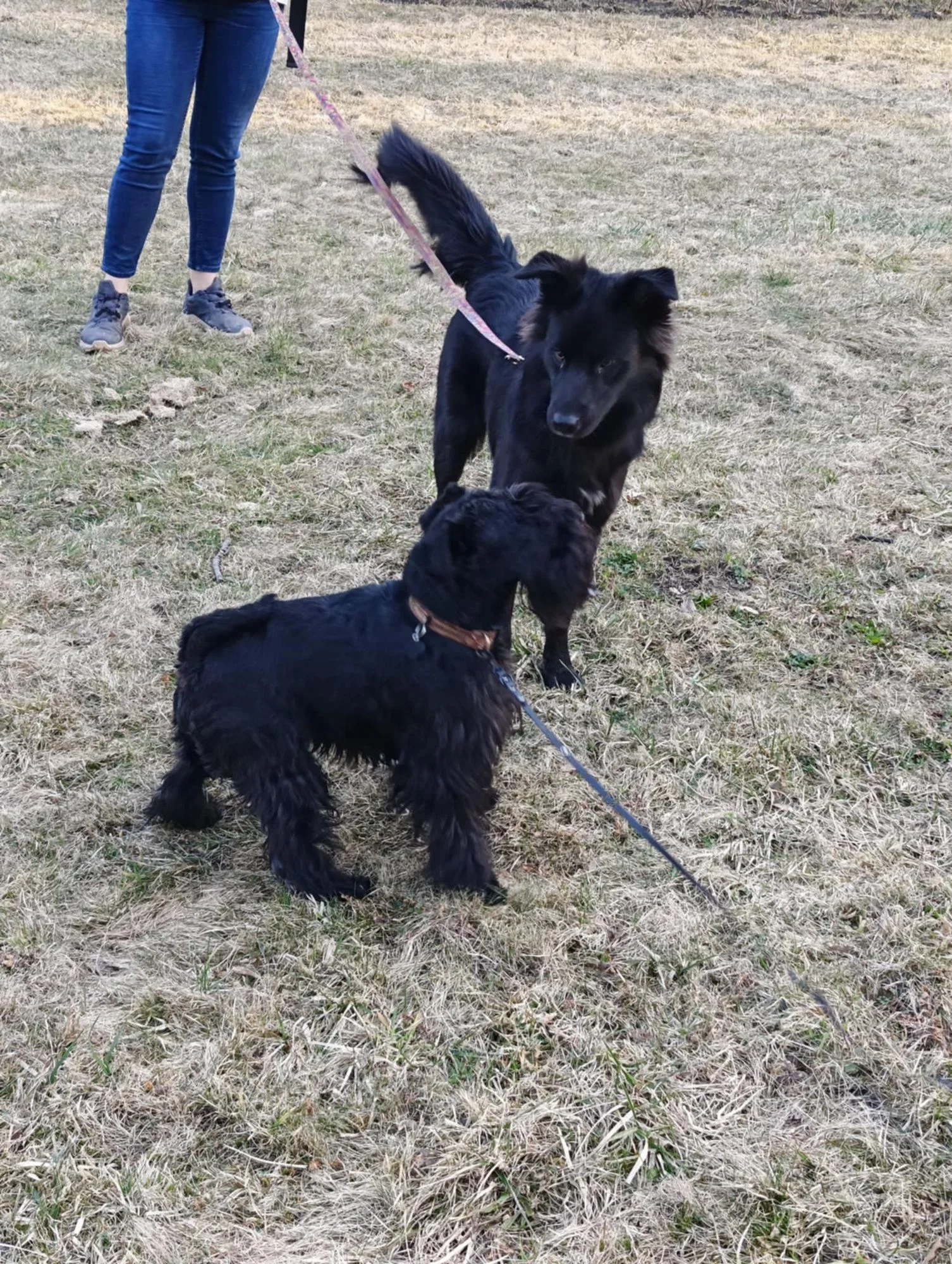 Wymerdanii szkolenie psów, nosework