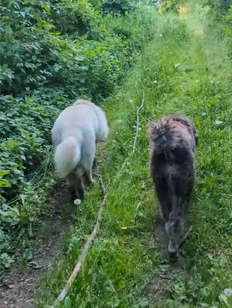 Spacer komunikacyjny z Pudel królewski (niekastrowany samiec)