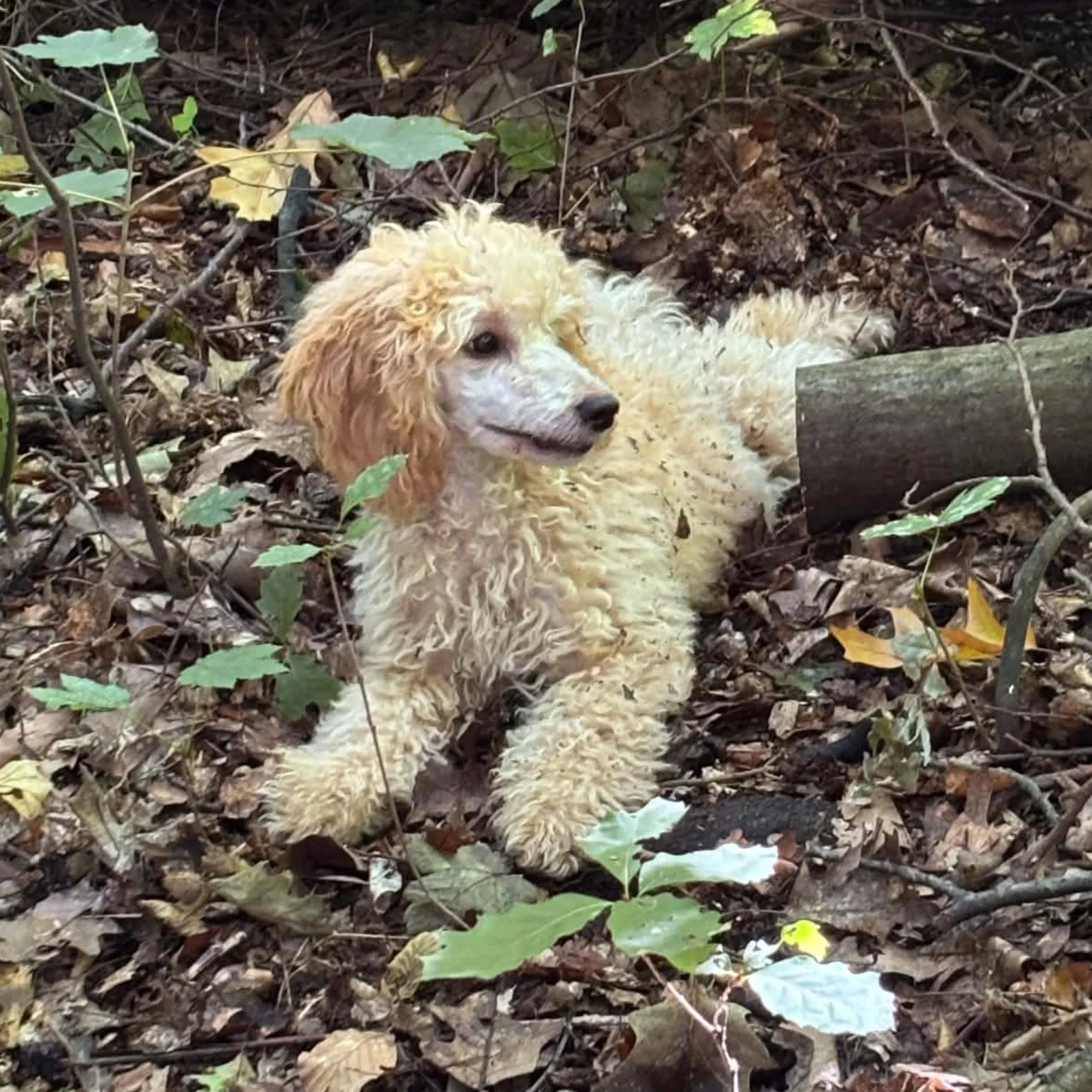 Chico