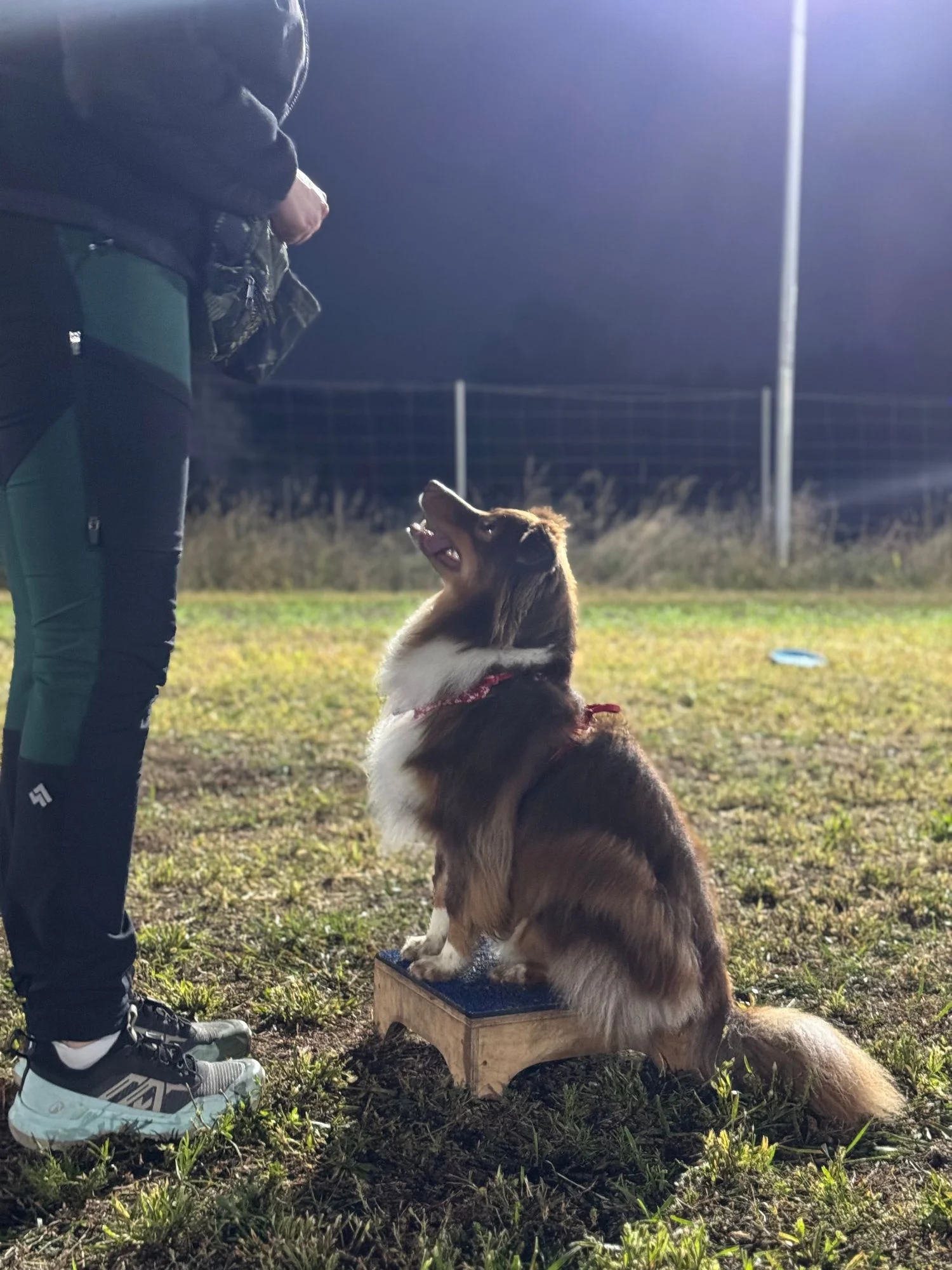 Dog It