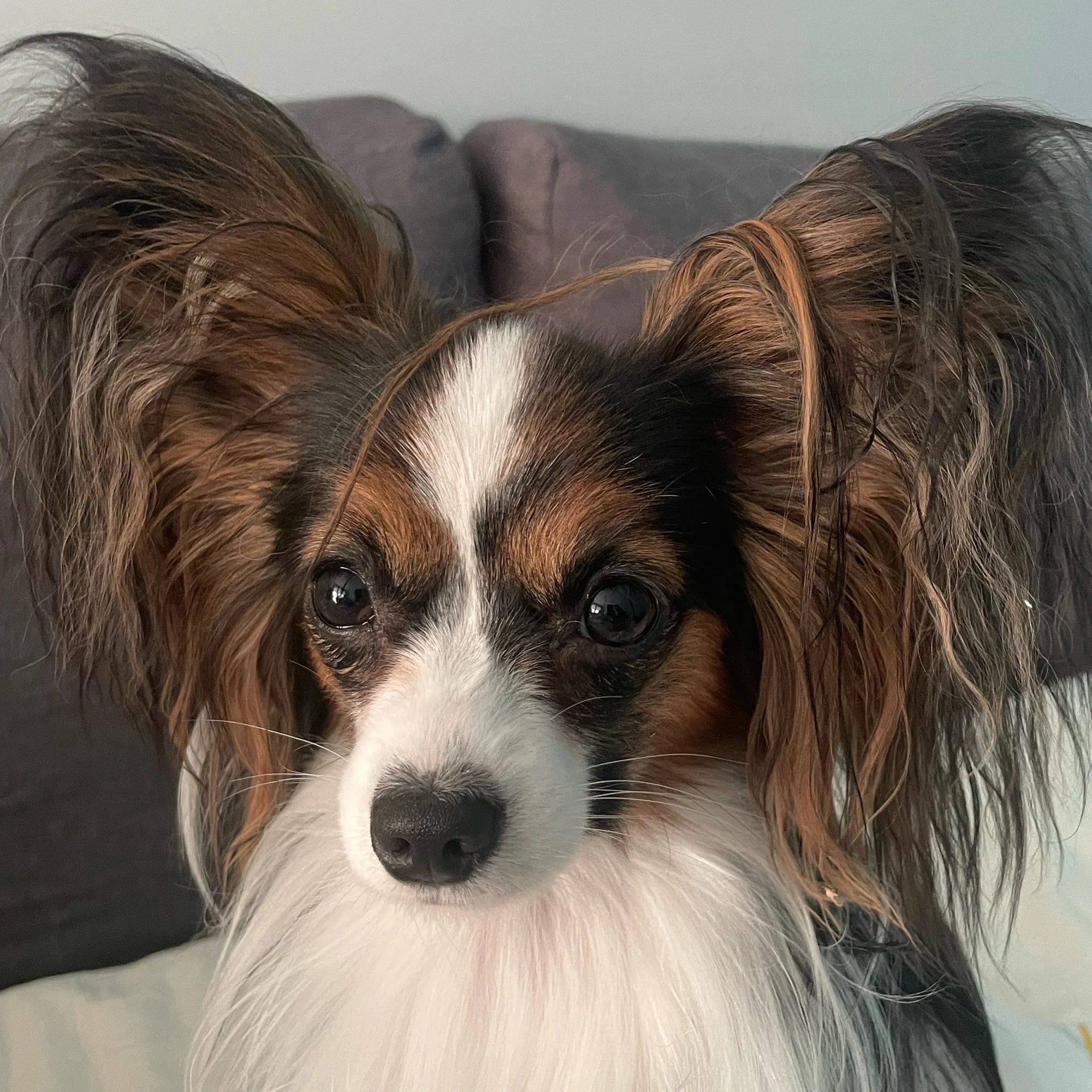 Nova