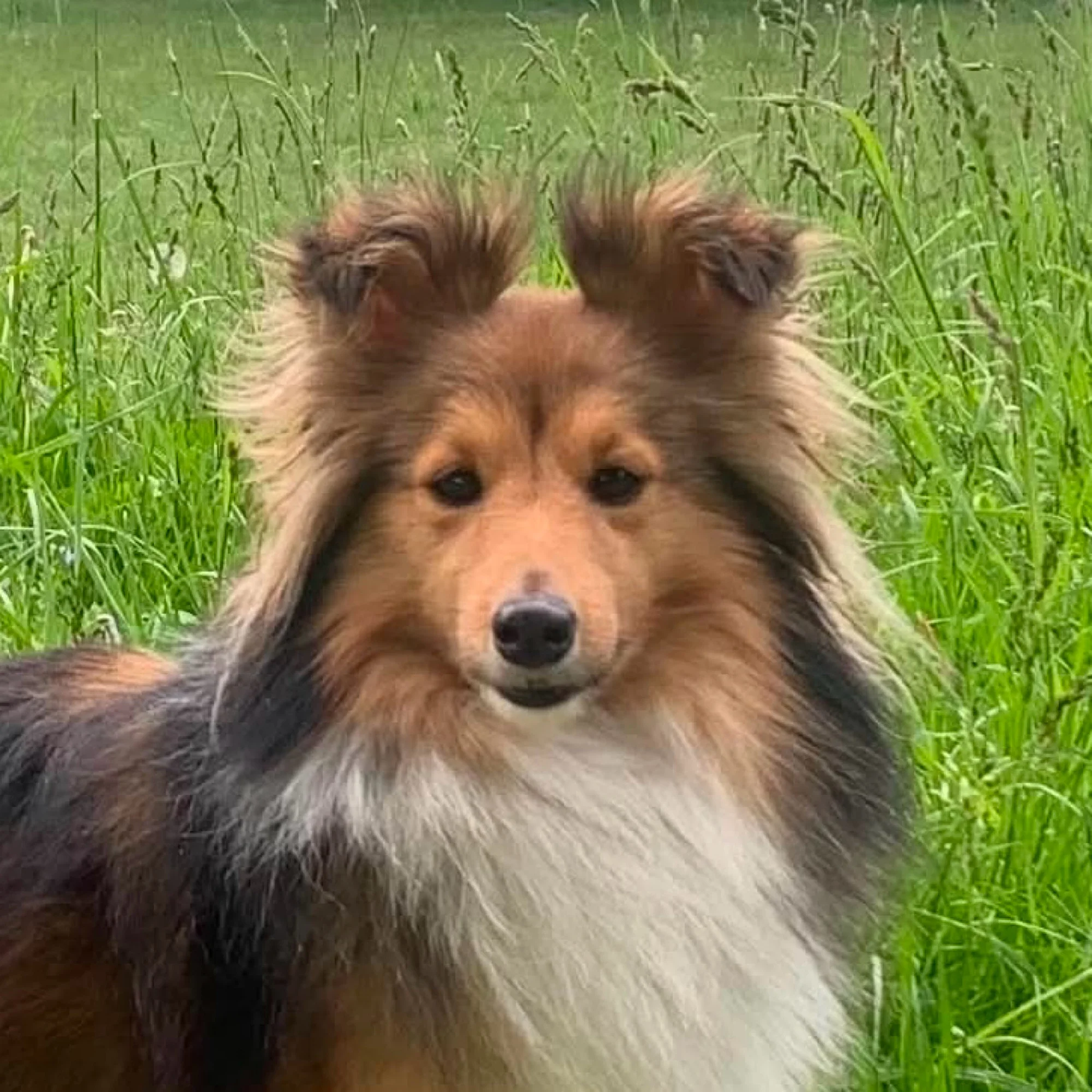 Madi