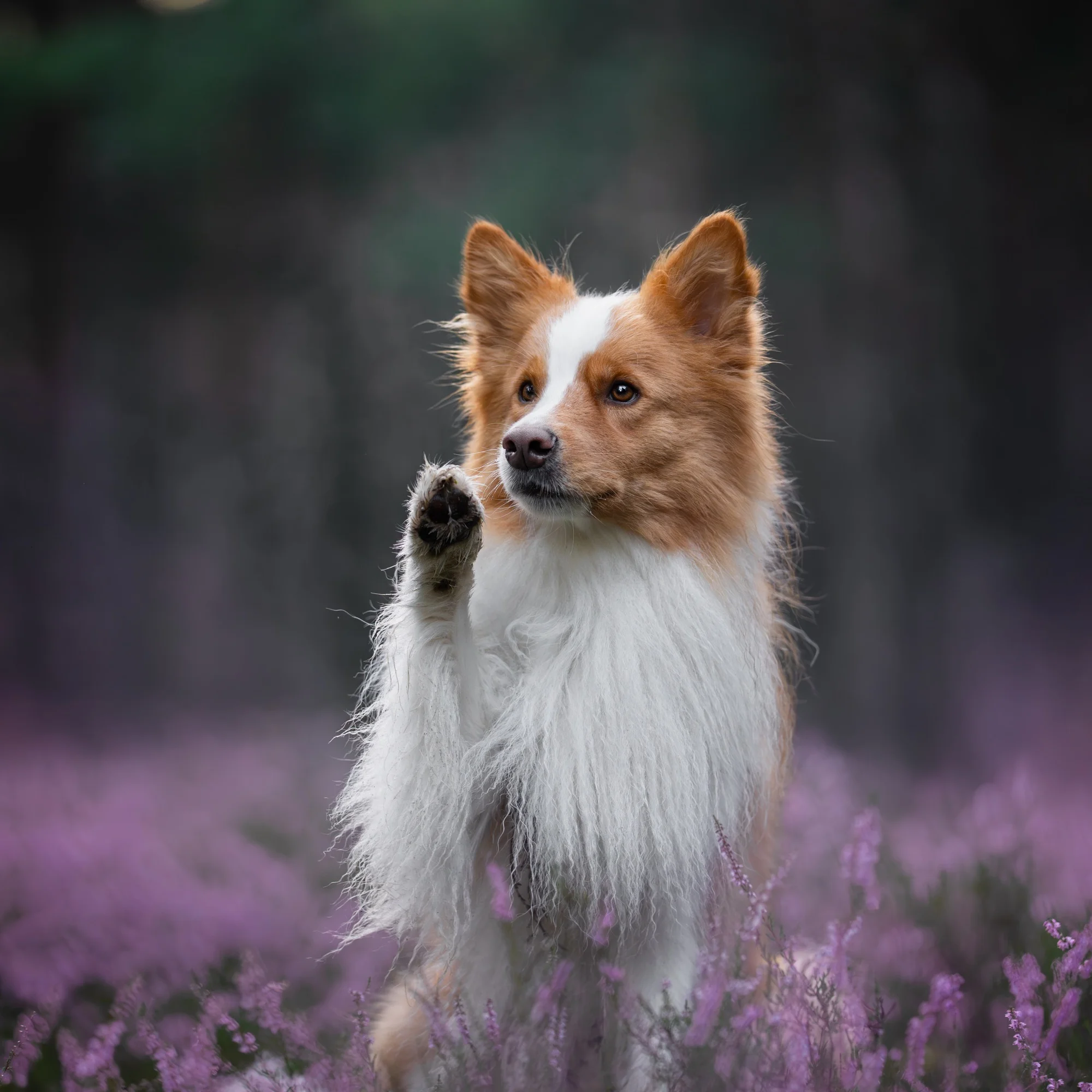 Ori 🦊