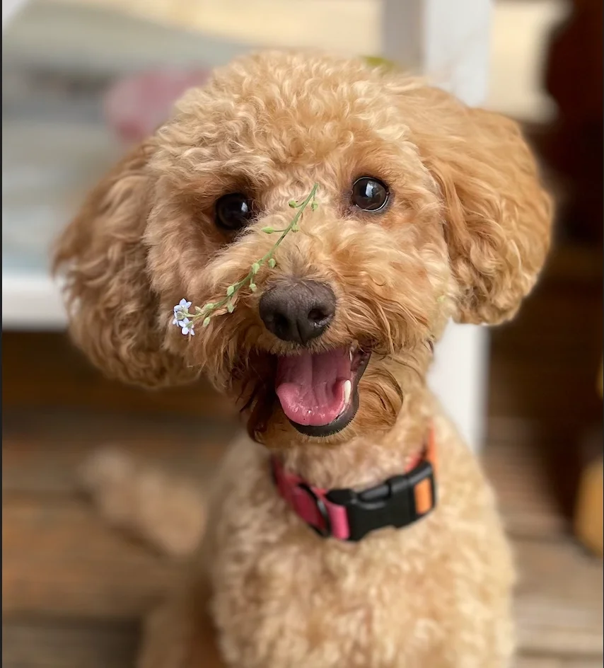 Pixie