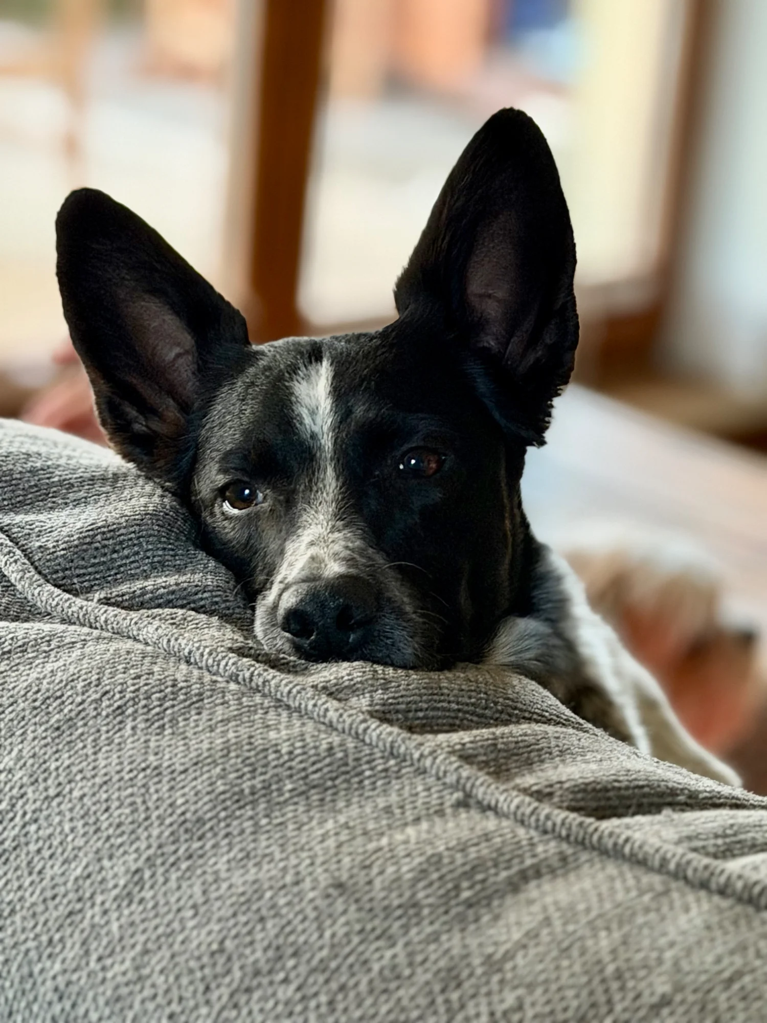 Auri