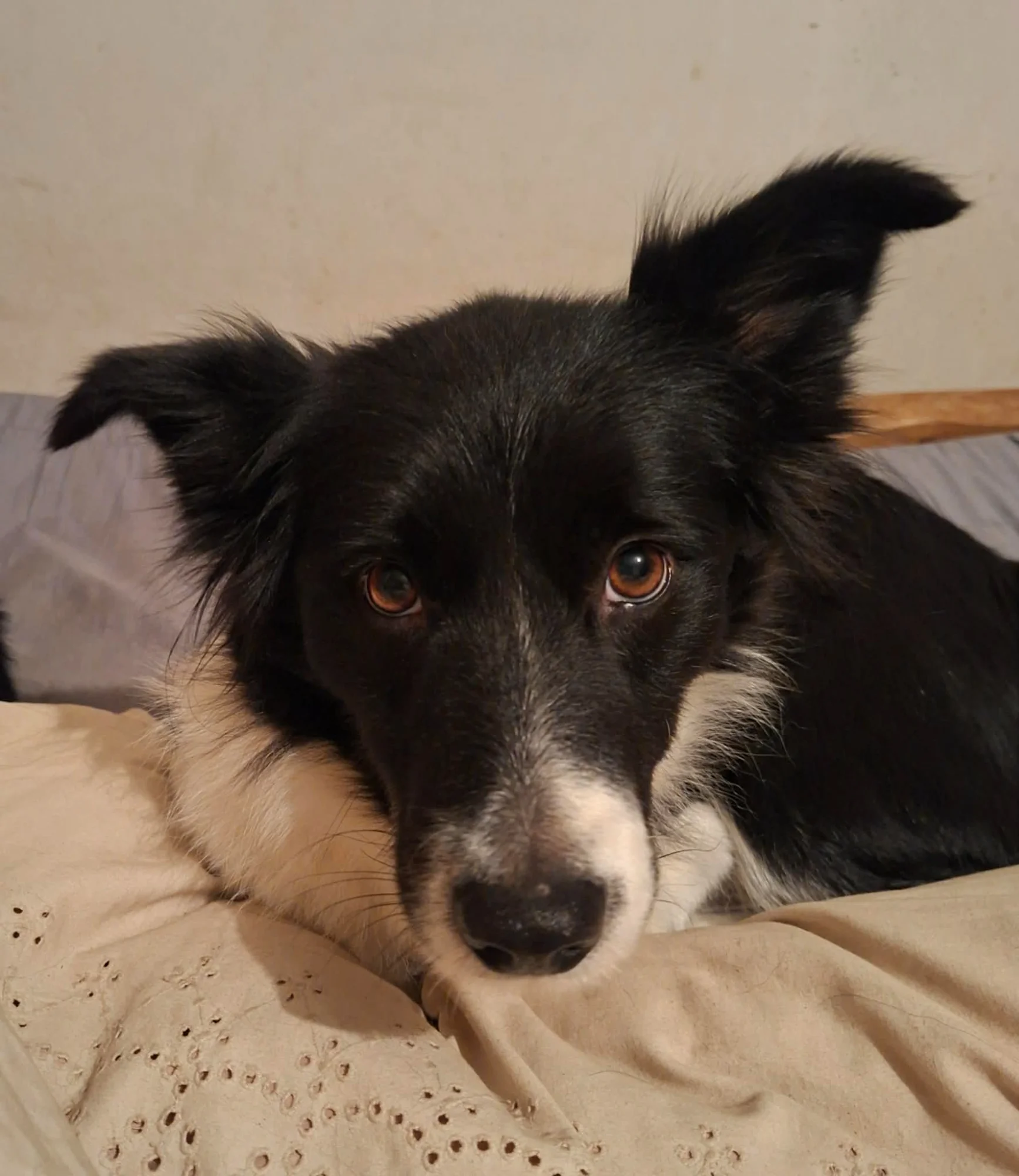 Dori