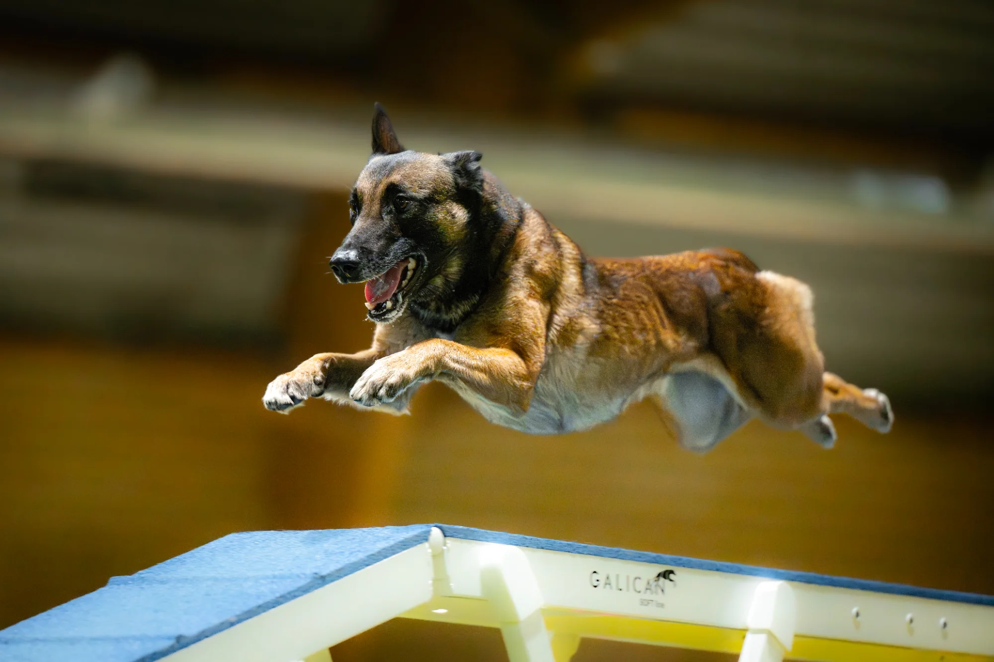 Treningowe Zawody Agility o tytuł Mistrzowskiego Duetu