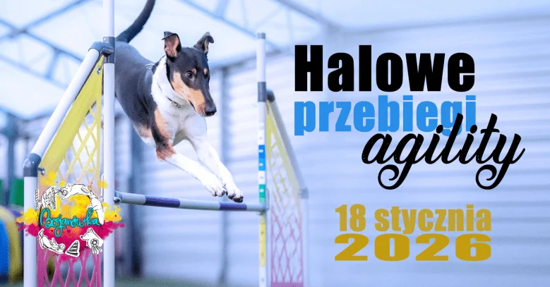 Halowe treningowe przebiegi agility STYCZEŃ 2026