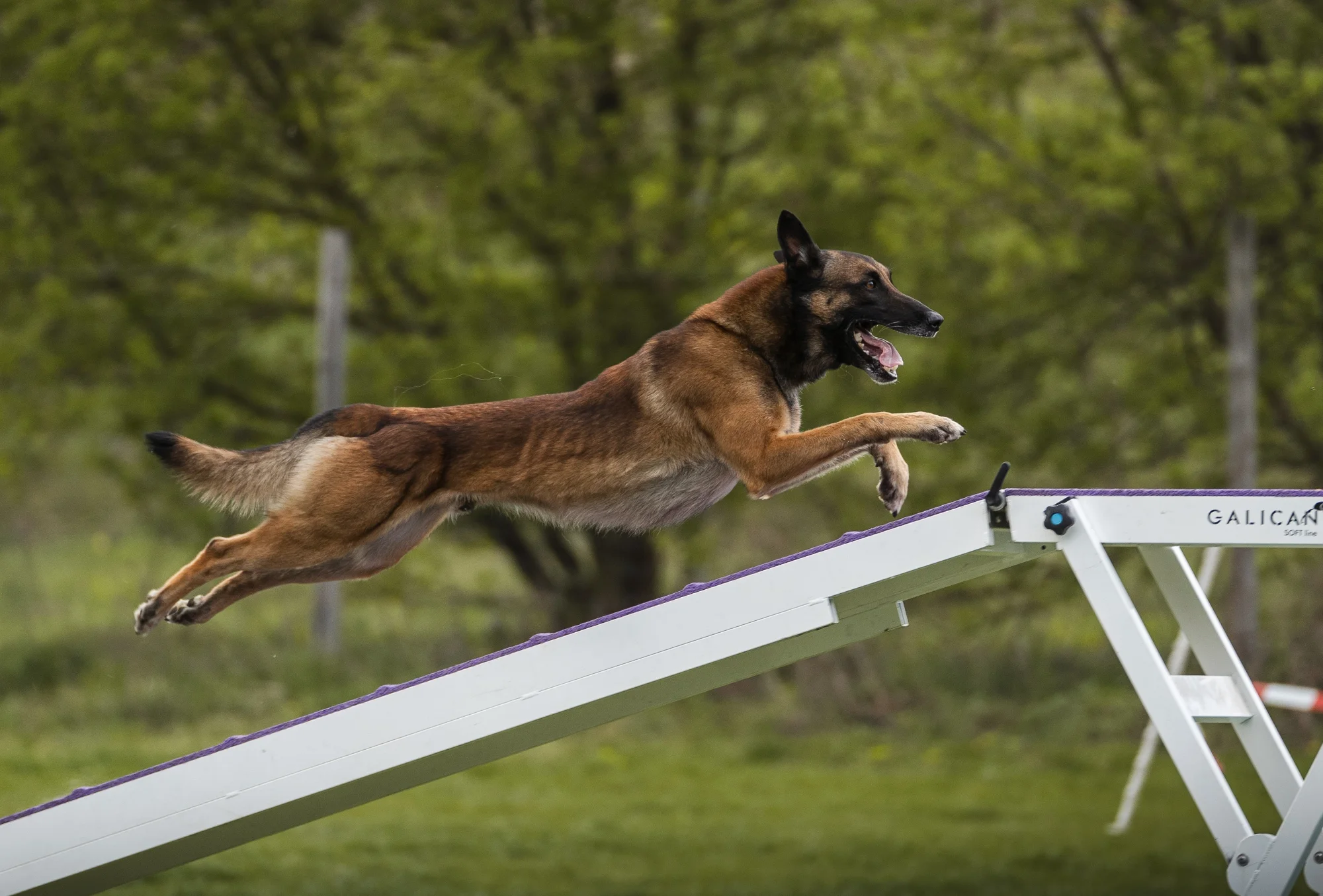 Zawody Agility o Puchar Belteam