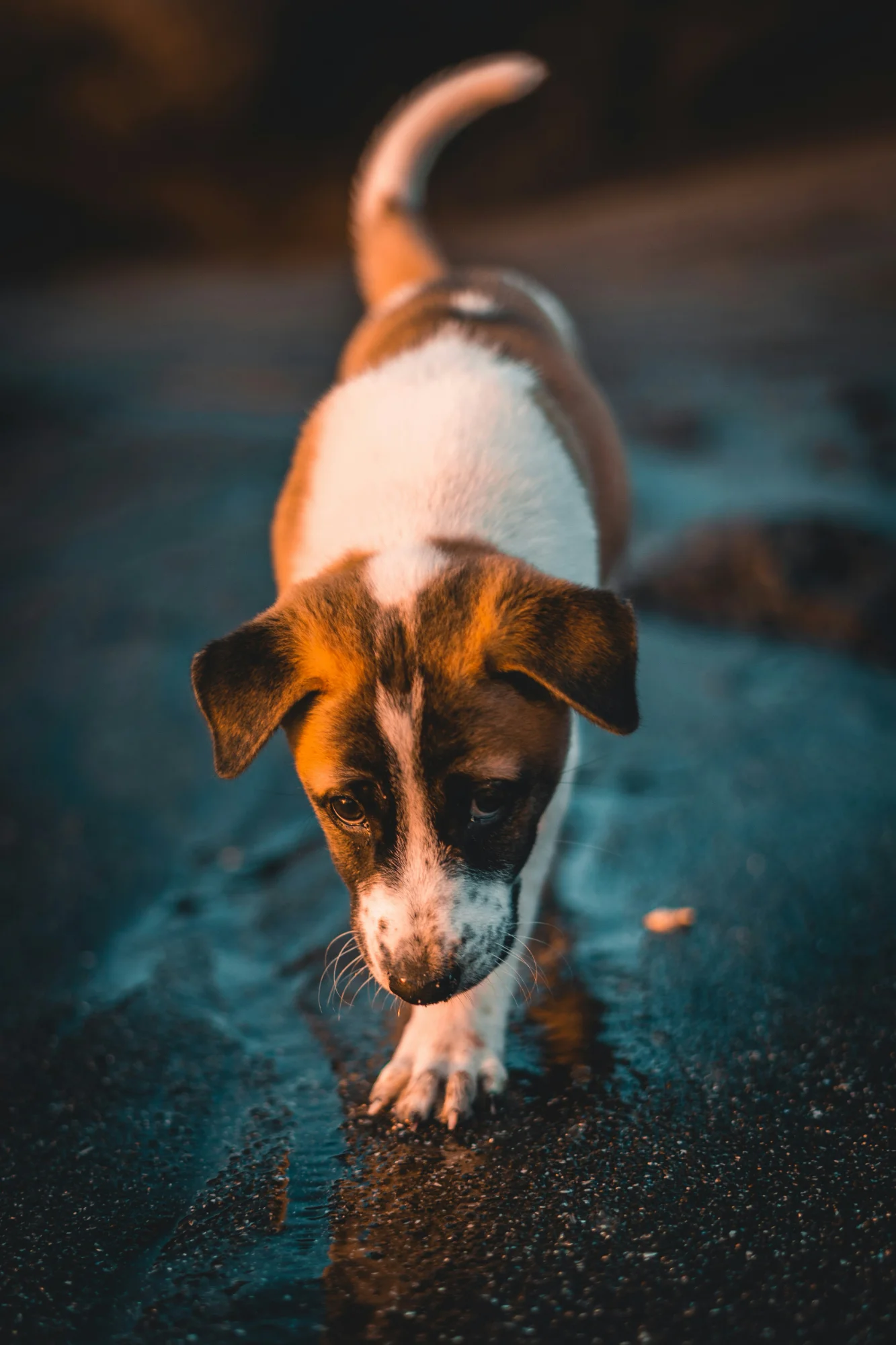 Młody