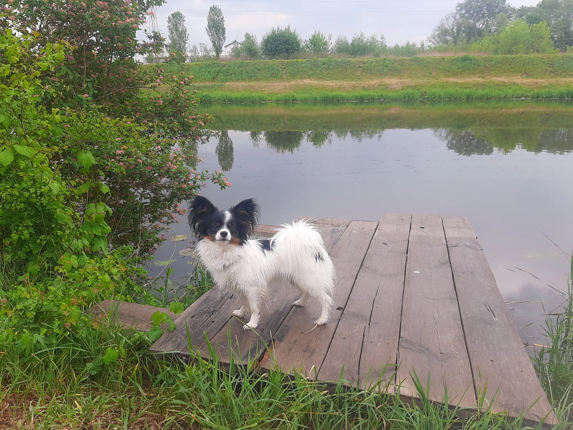 Joli