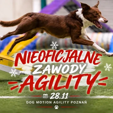 Nieoficjalne zawody agility, listopad 2026