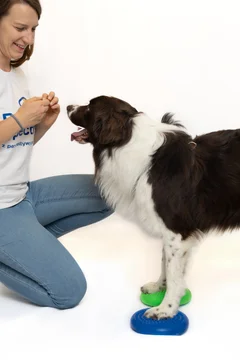 Zdjęcie z klubu Pawspective | Nosework i Dogfitness Poznań 