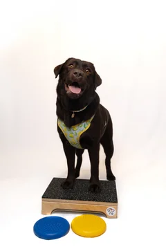 Zdjęcie z klubu Pawspective | Nosework i Dogfitness Poznań 