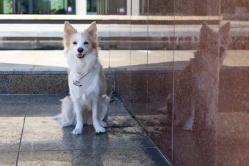 Zdjęcie z klubu Pawspective | Nosework i Dogfitness Poznań 