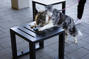 Zdjęcie z klubu Pawspective | Nosework i Dogfitness Poznań 