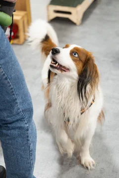 Zdjęcie z klubu Pawspective | Nosework i Dogfitness Poznań 