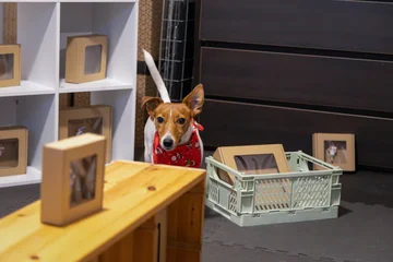 Zdjęcie z klubu Pawspective | Nosework i Dogfitness Poznań 