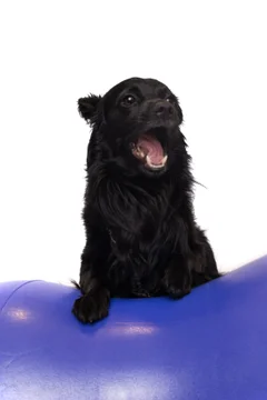 Zdjęcie z klubu Pawspective | Nosework i Dogfitness Poznań 