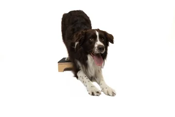 Zdjęcie z klubu Pawspective | Nosework i Dogfitness Poznań 