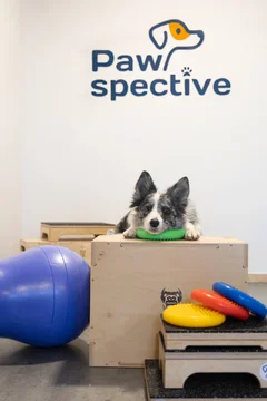 Zdjęcie z klubu Pawspective | Nosework i Dogfitness Poznań 