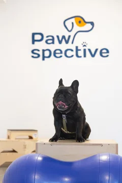 Zdjęcie z klubu Pawspective | Nosework i Dogfitness Poznań 