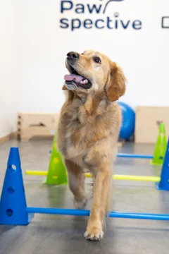 Zdjęcie z klubu Pawspective | Nosework i Dogfitness Poznań 