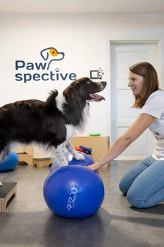 Zdjęcie z klubu Pawspective | Nosework i Dogfitness Poznań 