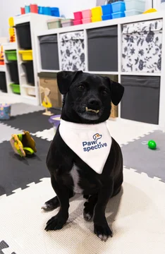 Zdjęcie z klubu Pawspective | Nosework i Dogfitness Poznań 