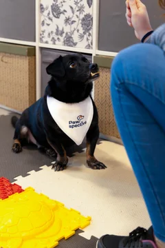 Zdjęcie z klubu Pawspective | Nosework i Dogfitness Poznań 