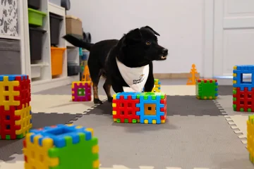 Zdjęcie z klubu Pawspective | Nosework i Dogfitness Poznań 