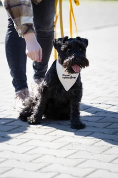 Zdjęcie z klubu Pawspective | Nosework i Dogfitness Poznań 