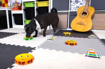 Zdjęcie z klubu Pawspective | Nosework i Dogfitness Poznań 
