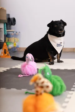 Zdjęcie z klubu Pawspective | Nosework i Dogfitness Poznań 