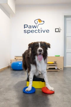 Zdjęcie z klubu Pawspective | Nosework i Dogfitness Poznań 