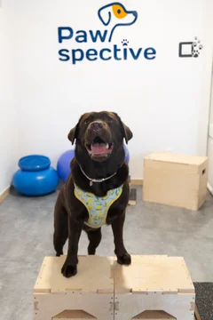 Zdjęcie z klubu Pawspective | Nosework i Dogfitness Poznań 