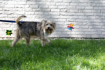 Zdjęcie z klubu Pawspective | Nosework i Dogfitness Poznań 