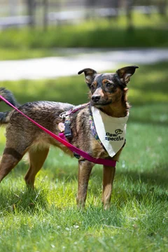 Zdjęcie z klubu Pawspective | Nosework i Dogfitness Poznań 