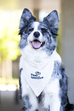 Zdjęcie z klubu Pawspective | Nosework i Dogfitness Poznań 