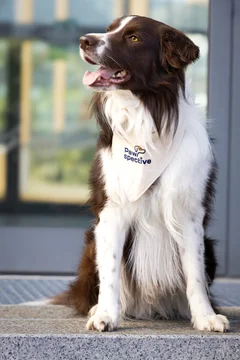Zdjęcie z klubu Pawspective | Nosework i Dogfitness Poznań 