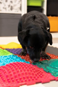 Zdjęcie z klubu Pawspective | Nosework i Dogfitness Poznań 